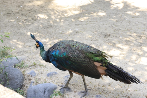 Een prachtig uitzicht op Bird Park in Bali, Indonesië