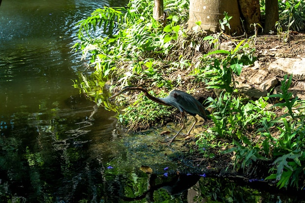 Een prachtig uitzicht op Bird Park in Bali, Indonesië