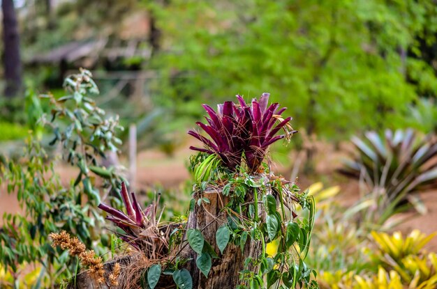 Een prachtig uitzicht op de botanische tuin in Brasilia, Brazilië