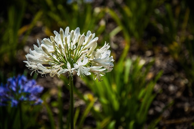 Een prachtig uitzicht op de botanische tuin in Brasilia, Brazilië