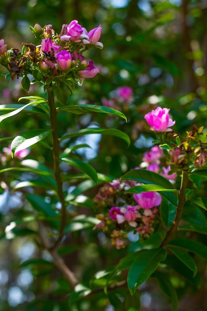 Een prachtig uitzicht op de botanische tuin in Brasilia, Brazilië