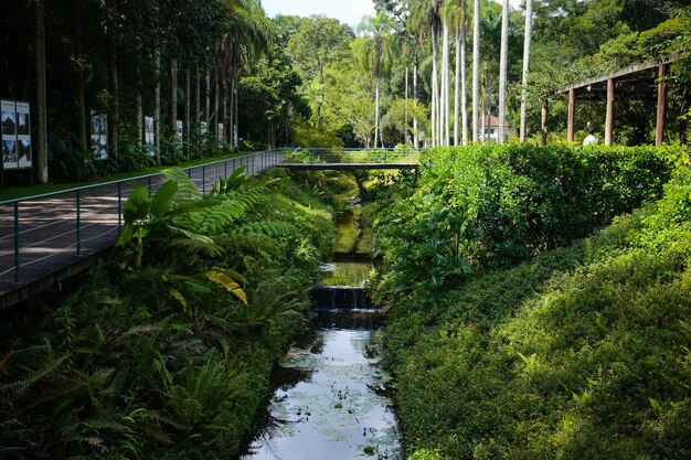 Een prachtig uitzicht op de botanische tuin in Sao Paulo, Brazilië