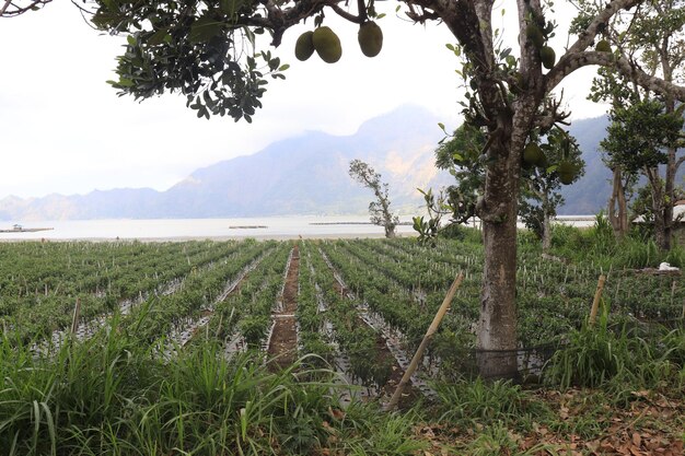 Een prachtig uitzicht op de Kintamani-berg op Bali, Indonesië