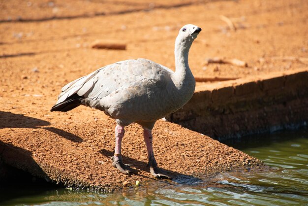 Een prachtig uitzicht op dieren in Brasilia Zoo Brazil