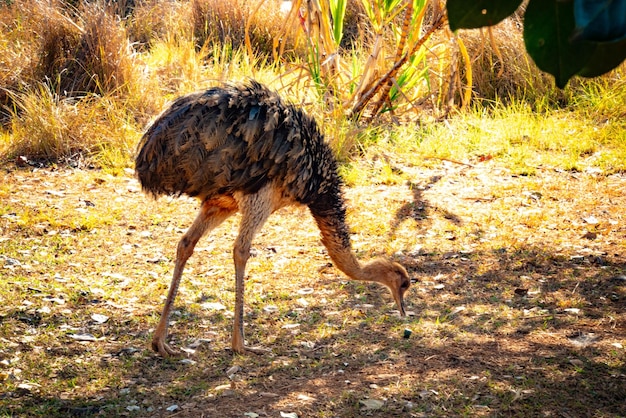 Een prachtig uitzicht op dieren in Brasilia Zoo Brazil