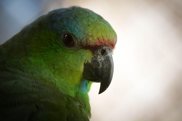 Een prachtig uitzicht op dieren in Brasilia Zoo Brazil