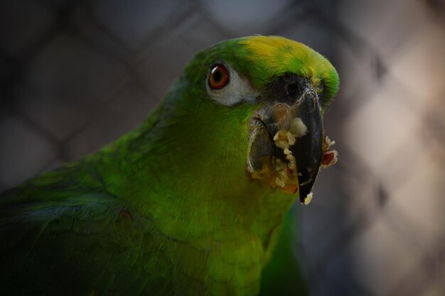 Een prachtig uitzicht op dieren in Brasilia Zoo Brazil