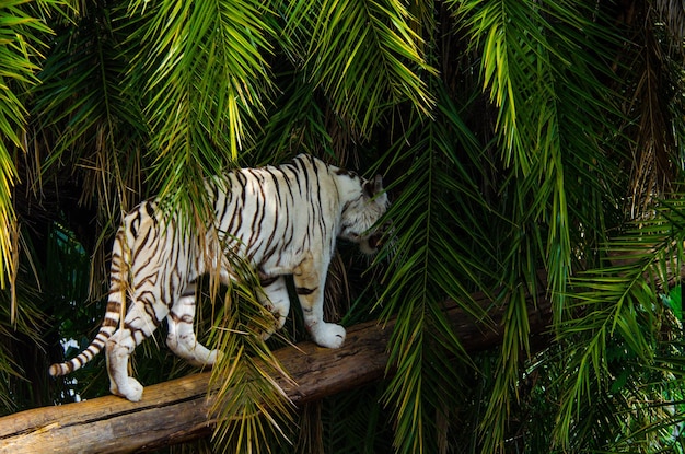 Een prachtig uitzicht op dieren in Brasilia Zoo Brazil