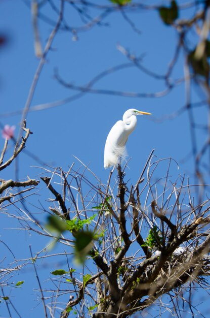 Een prachtig uitzicht op dieren in Brasilia Zoo Brazil