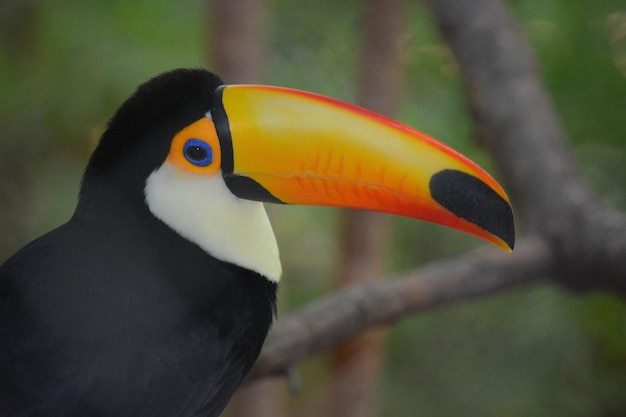 Een prachtig uitzicht op dieren in de dierentuin van Assuncion in Paraguay