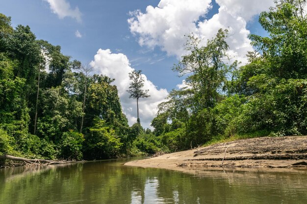 Foto een prachtig uitzicht op een rivier in het midden van het regenwoud