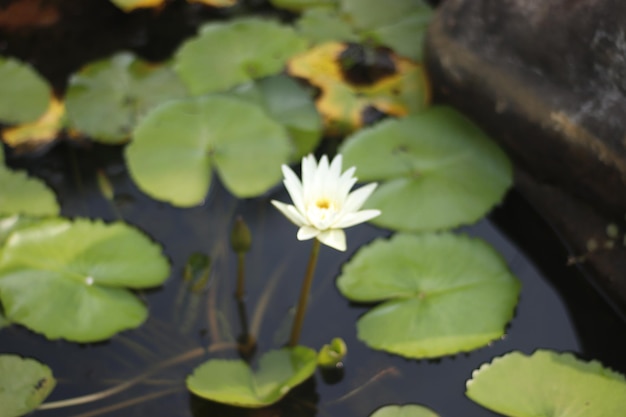 Een prachtig uitzicht op het Boeddhapark in Vientiane Laos