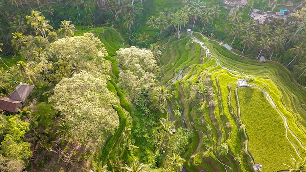 Een prachtig uitzicht op het rijstveld van Tegalalang in Ubud Bali, Indonesië