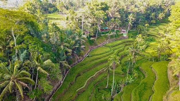 Een prachtig uitzicht op het rijstveld van Tegalalang in Ubud Bali, Indonesië