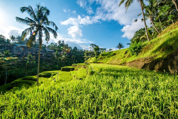 Een prachtig uitzicht op het rijstveld van Tegalalang in Ubud Bali, Indonesië