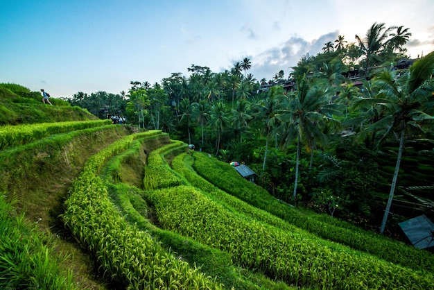 Een prachtig uitzicht op het rijstveld van Tegalalang in Ubud Bali, Indonesië