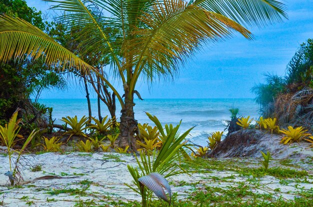 Een prachtig uitzicht op het strand in Ilheus Bahia Brazil