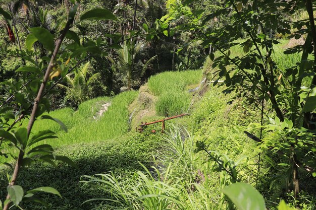 Een prachtig uitzicht op Tegalalang in Ubud Bali, Indonesië