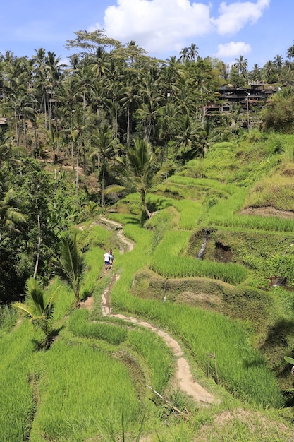 Een prachtig uitzicht op Tegalalang in Ubud Bali, Indonesië