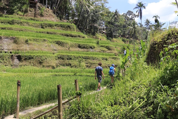 Een prachtig uitzicht op Tegalalang in Ubud Bali, Indonesië