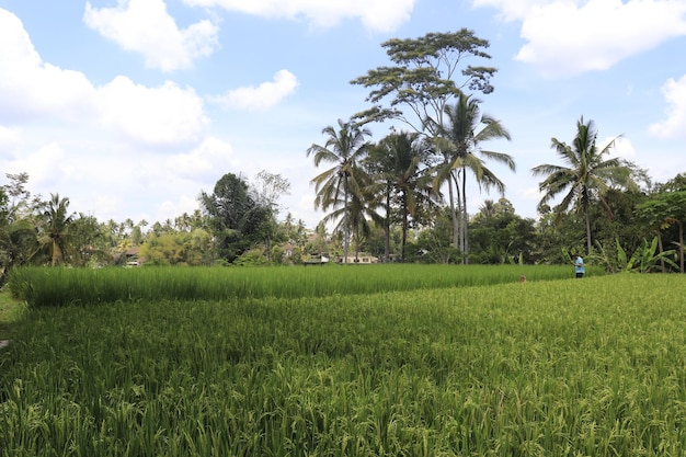 Een prachtig uitzicht op Tegalalang in Ubud Bali, Indonesië