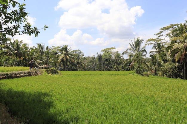 Een prachtig uitzicht op Tegalalang in Ubud Bali, Indonesië