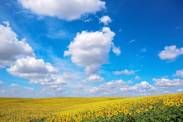 Een prachtig veld met zonnebloemen. heldergele bloeiende weidezonnebloemen tegen een blauwe hemel met wolken. zonnig zomerlandschap. natuurlijke achtergrond.