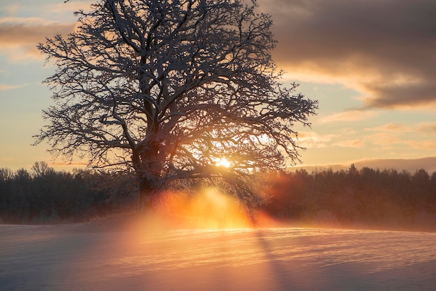 Foto een prachtig wintermorgenlandschap met sneeuwnevel en zonlicht door de takken van de bomen