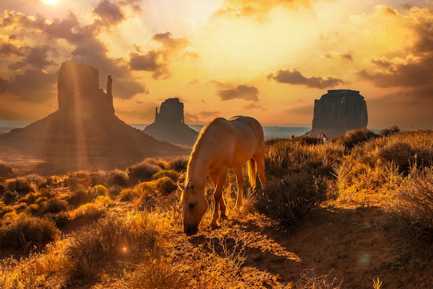 Een prachtig wit paard aan het eten in de dageraad van Monument Valley, Utah