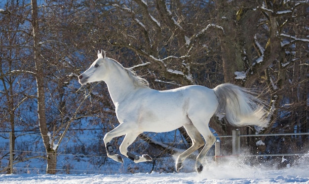 Een prachtig wit paard rent in een paddock in de winter