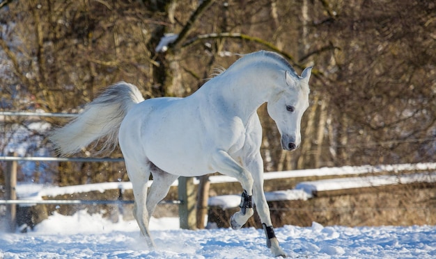 Een prachtig wit paard rent in een paddock in de winter