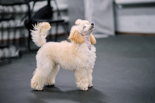 Een prachtige abrikooskleurige poedelpuppy in een rek kijkt op