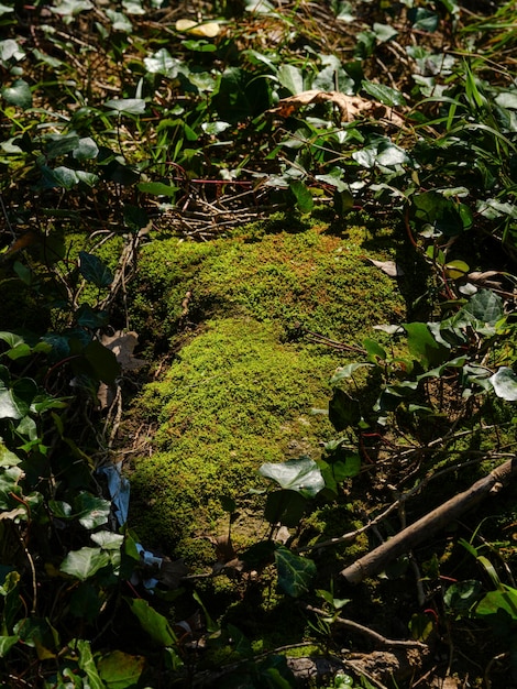 Een prachtige bemoste rots in het bos