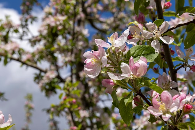 Een prachtige bloeiende appelboom in een lenteboomgaard