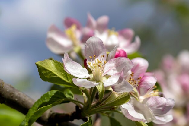 Een prachtige bloeiende appelboom in een lenteboomgaard