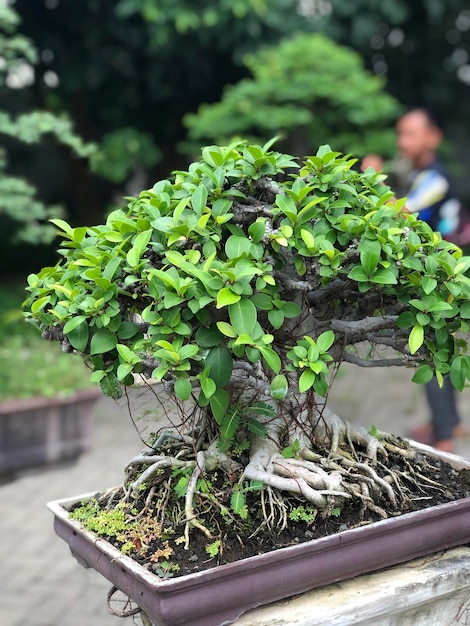 Foto een prachtige bonsai boom.