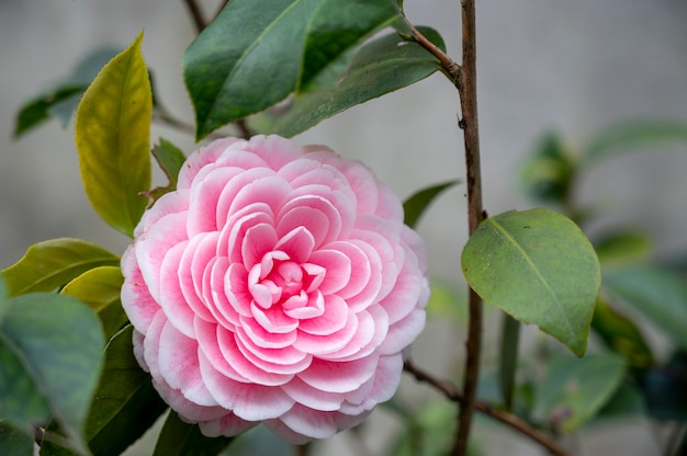 Een prachtige camelia