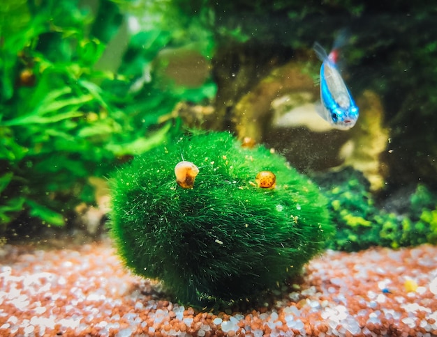 Een prachtige colisa in mijn aquarium