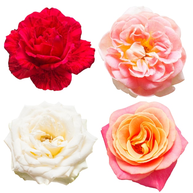 Een prachtige collectie rozen bloemen in witte, rode en roze kleuren geïsoleerd op een witte achtergrond. Trouwkaart. Boeket. Platliggend, bovenaanzicht