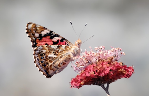 Een prachtige en kleurrijke vlinder die zich voedt met levendige paarse bloemen