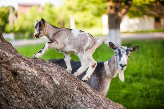 Een prachtige foto van twee geiten van mama en baby