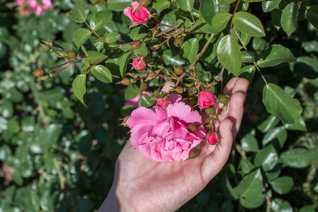 Een prachtige frisse roos in de hand.