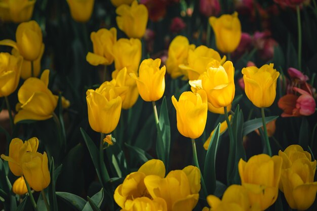 Foto een prachtige gele tulp bloeit op de achtergrond van een tuinbloem.