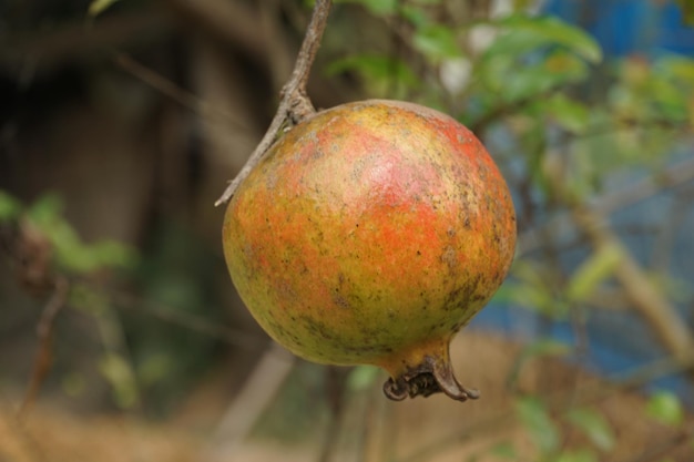 Een prachtige granaatappel die aan de boom hangt.