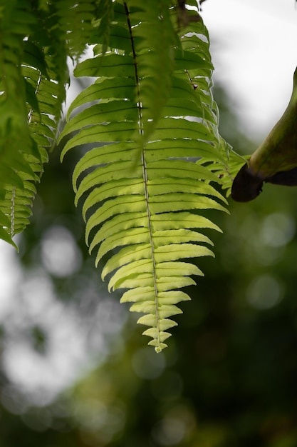 een prachtige groene adiantumvaren achtergrond