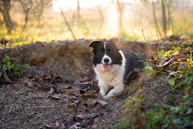 Een prachtige hond border collie