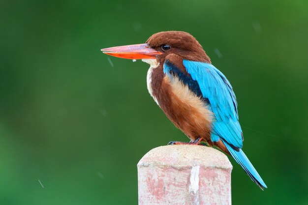 Een prachtige ijsvogel met witte borst, neergestreken in de tuin in de winderige winter