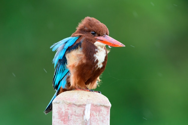 Een prachtige ijsvogel met witte borst, neergestreken in de tuin in de winderige winter