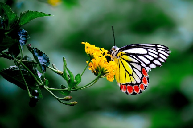 Een prachtige Indiase jezebelvlinder zittend op de bloemplant en nectar drinkend in de natuur