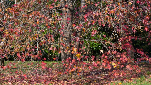 Een prachtige Japanse rode esdoorn op een zonnige herfstdag. esdoorn bladeren vielen op de grond rond de boom, oktober, de natuur verwelkt
